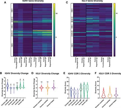 Chickens, more than humans, focus the diversity of their immunoglobulin genes on the complementarity-determining region but utilise amino acids, indicative of a more cross-reactive antibody repertoire